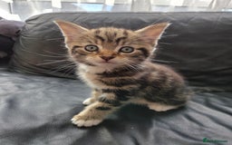 Mixed Breed cats for sale: Tabby kitten Boy - Image 1