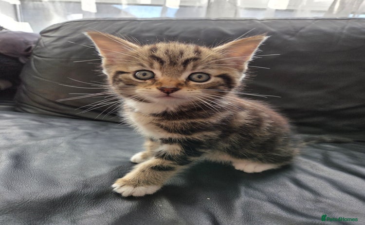 Mixed Breed cats - Advert 1