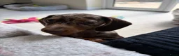 Dachshund dogs for sale: Last female dachshund available  - Advert 5