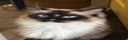 Ragdoll cats for sale: Beautiful majestic Azina - Advert 4
