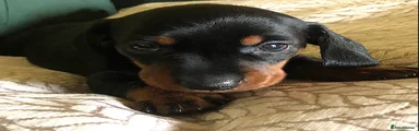 Miniature Dachshund 1