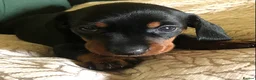 Miniature Dachshund dogs for sale: KC registered PRA clear miniature dachshunds  - Advert 10