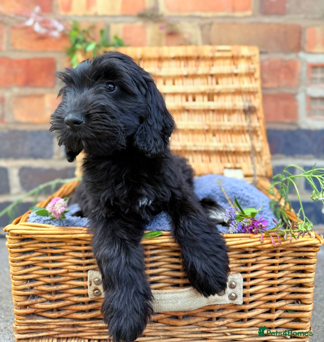 Australian Labradoodle dogs for sale: Australian labradoodle** READY TO GO** - Image 5