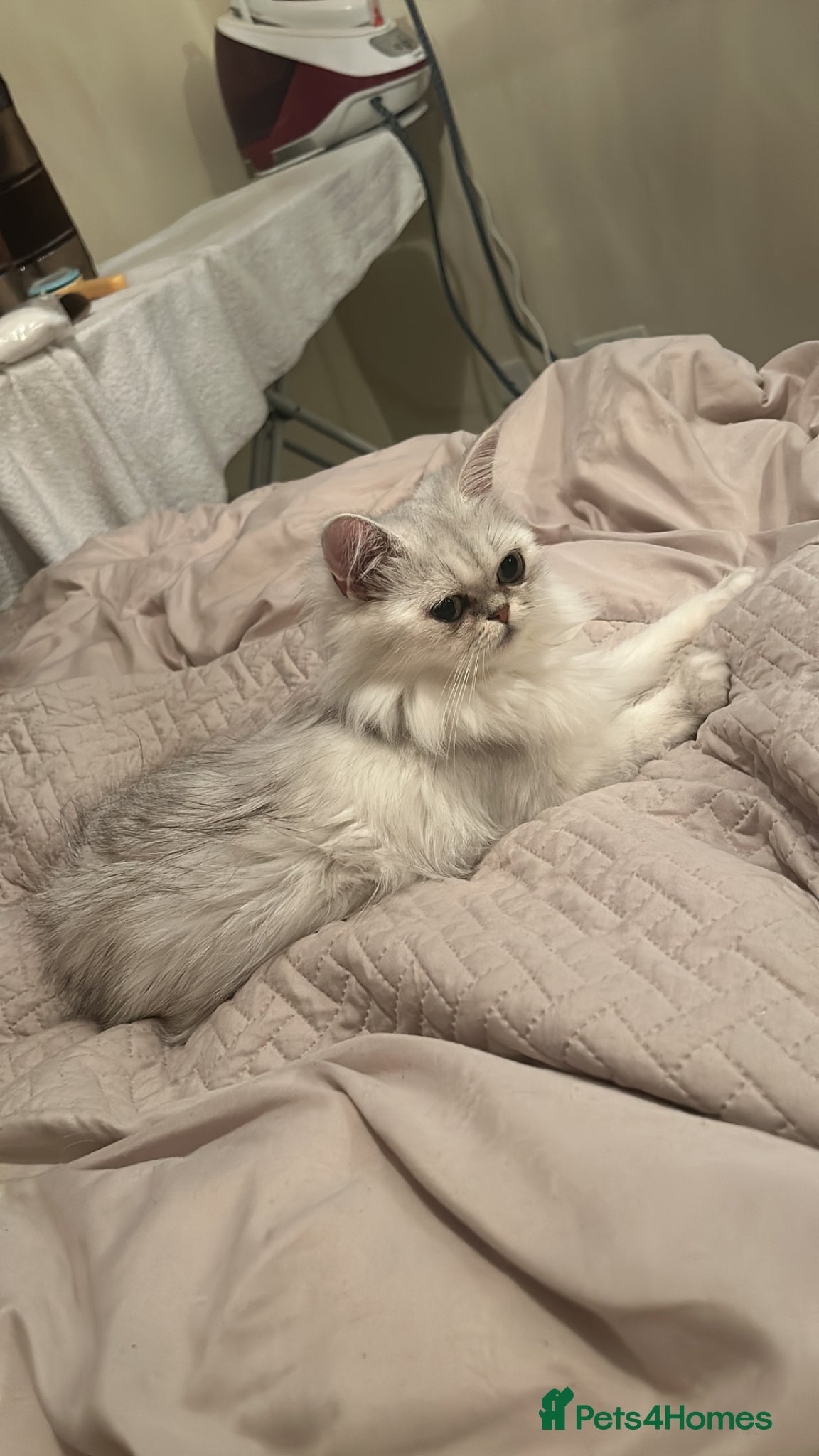 British Shorthair cats UNIQUE BSH x PERSIANS  - Advert 1