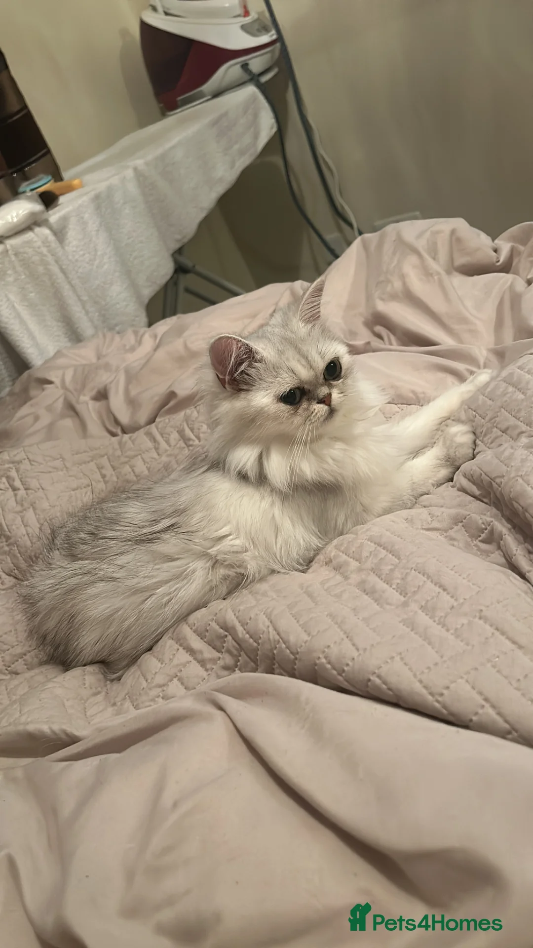 British Shorthair cats for sale: UNIQUE BSH x PERSIANS  - Advert 1