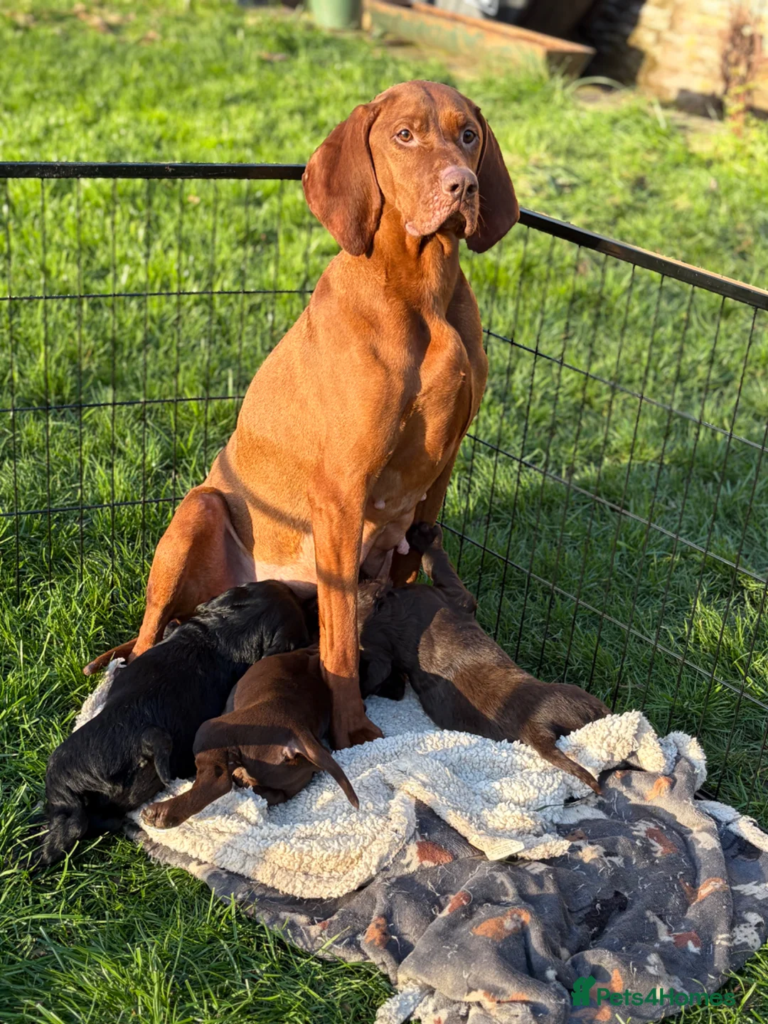 Mixed Breed dogs for sale: Lovely Sprizsla Puppies - Advert 2