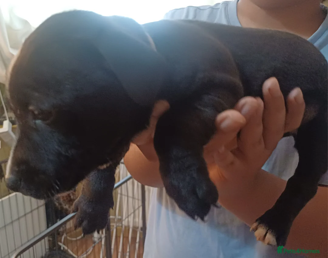 Mixed Breed dogs for sale: Staffordshire Bull Terrier quarter Jack Russell  - Advert 4