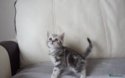 British Shorthair cats for sale: STUNNING British Shorthair Kittens Silver Tabbies - Image 21