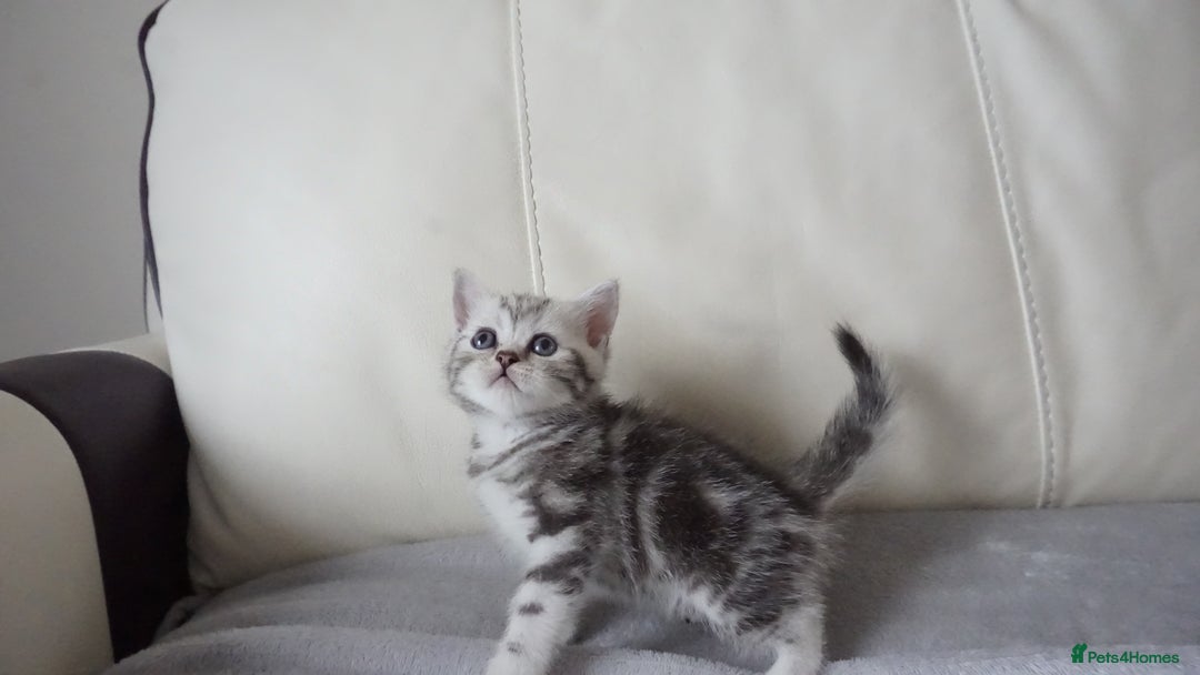 British Shorthair cats for sale: STUNNING British Shorthair Kittens Silver Tabbies - Image 21