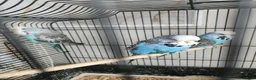 Budgerigars birds for sale: Love birds, java sparrows & paroletts  - Advert 10
