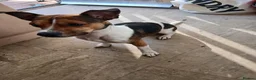 Jack Russell dogs for sale: 3 year old needing rehoming in Wolverhampton - Advert 1