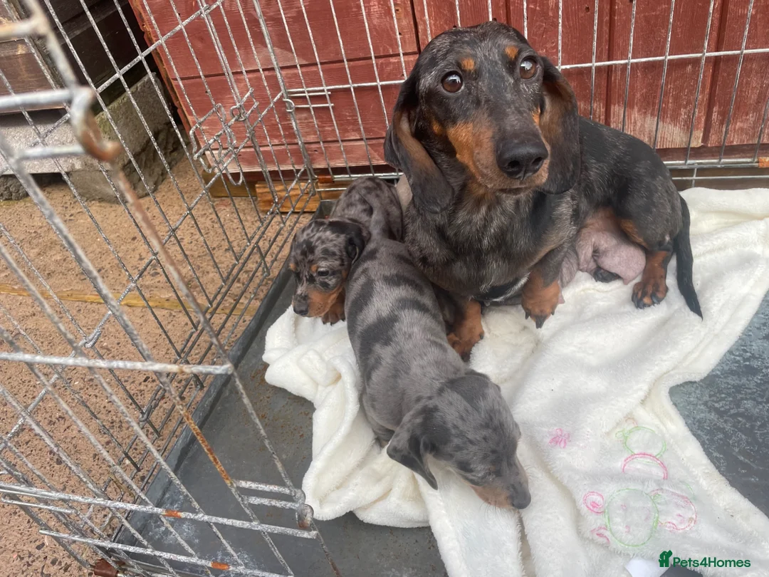 Dachshund dogs for sale: Dachshund  - Advert 2