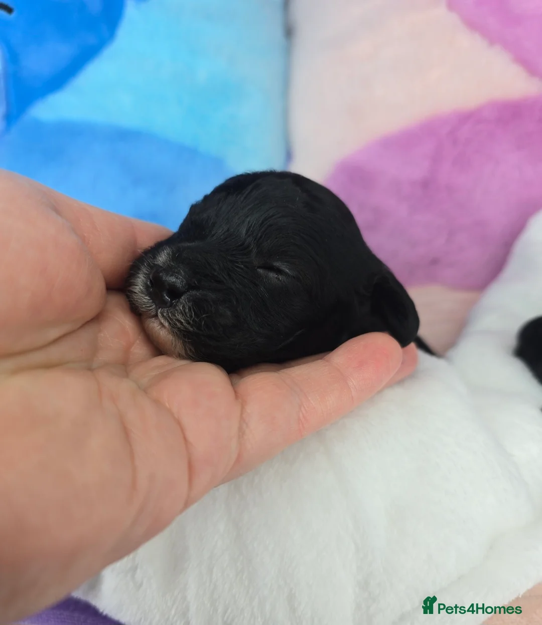 Cavapoo dogs for sale: 🩷🩵SMALL TOY🐶CAVAPOO PUPS🐶HEALTH DNA TESTED🩵🩷 - Advert 20