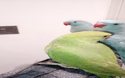 Parrots birds for sale: Hand reared baby Indian Ringneck for sale  - Image 5