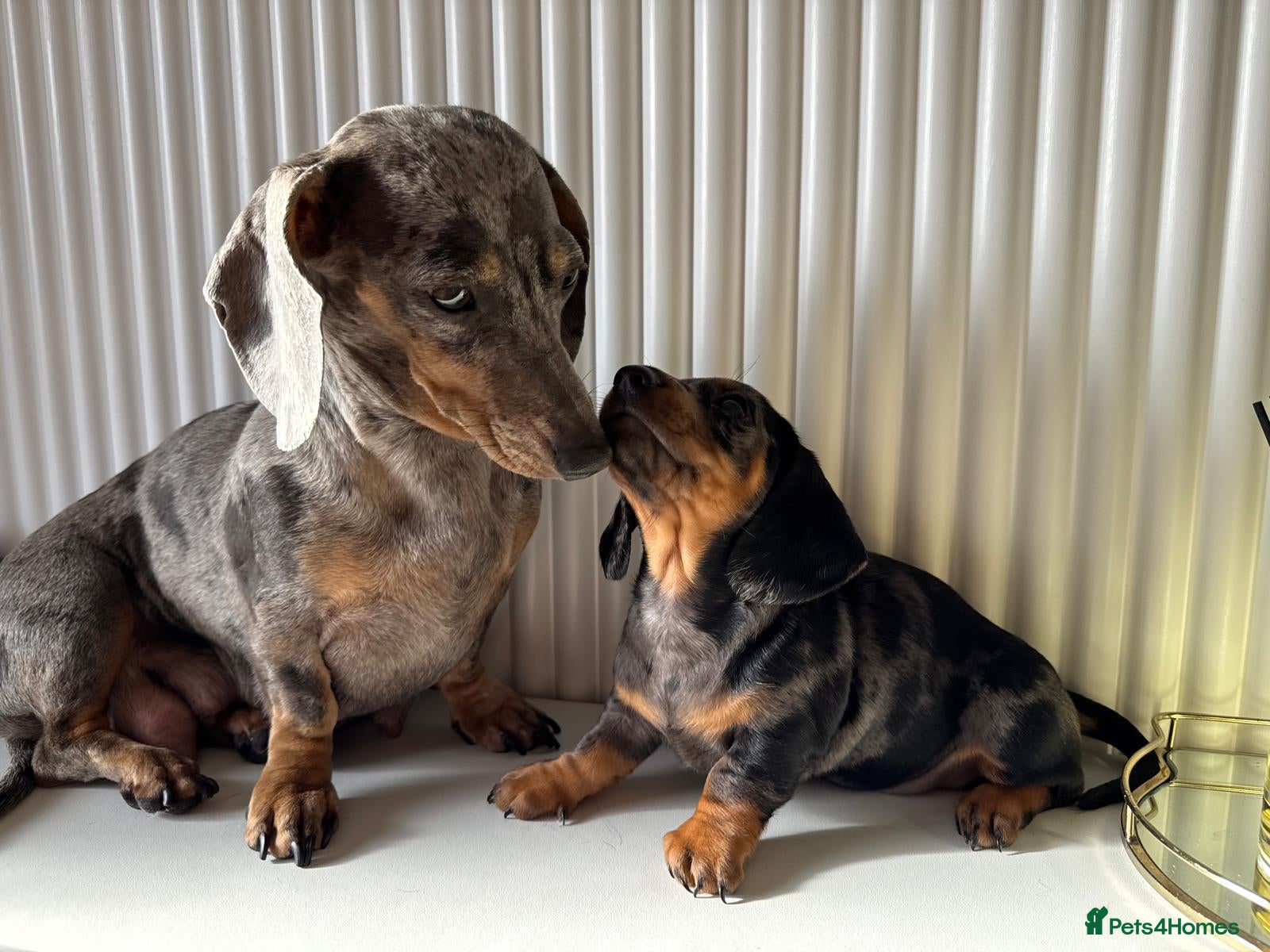 Miniature Dachshund dogs for sale: Miniature dachshunds - Advert 1