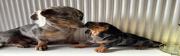 Miniature Dachshund dogs for sale: Miniature dachshunds in Ipswich - Advert 1