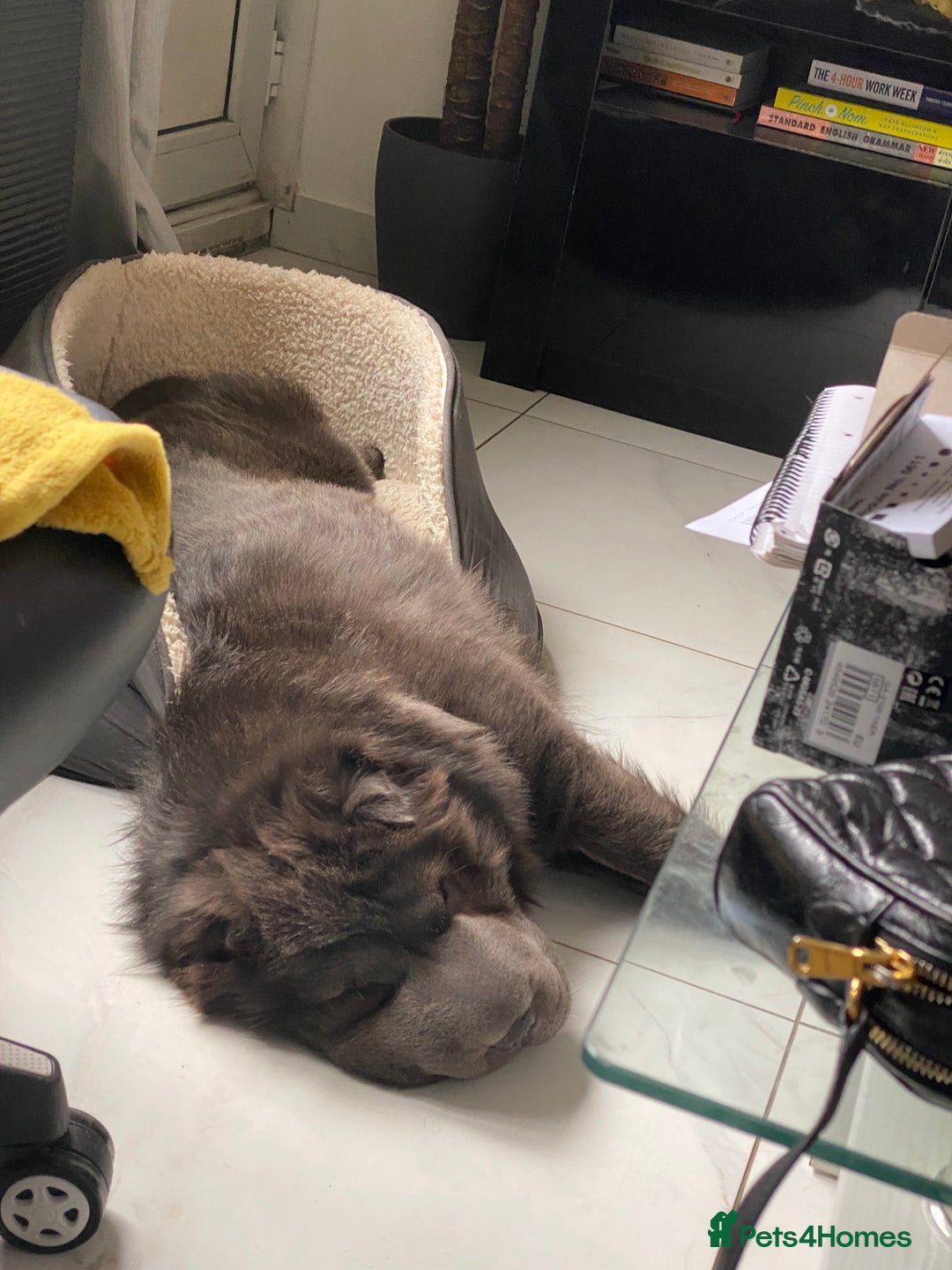 Shar Pei dogs for adoption: Lovely Sharpei bear coat looking for forever home - Image 2