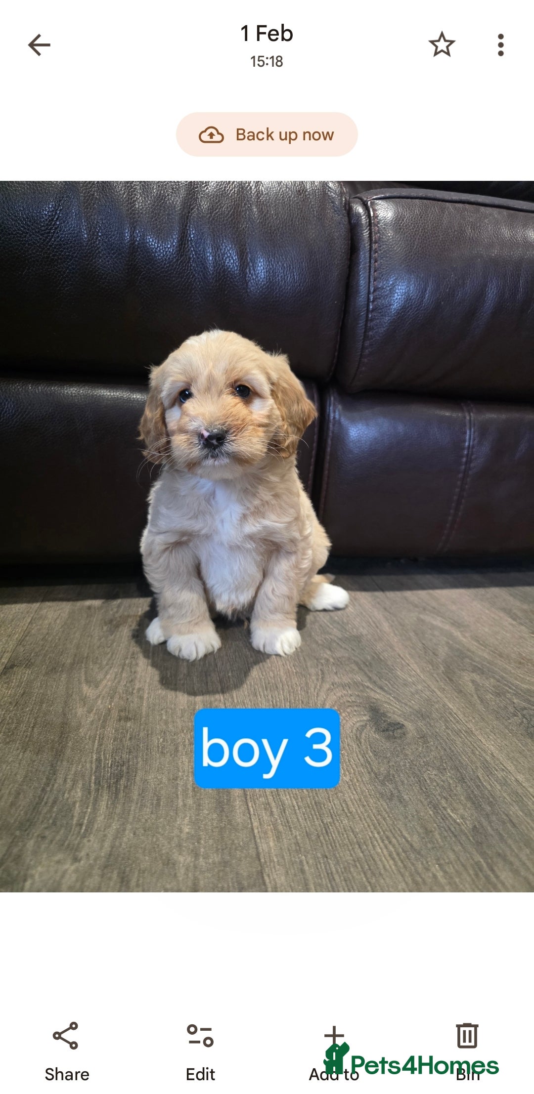 Cockapoo dogs Adorable Cockapoo pups ready to go 🐾 - Advert 6