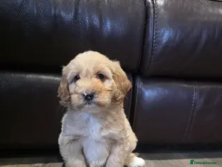 Cockapoo dogs Adorable Cockapoo pups ready to go 🐾 - Advert 6