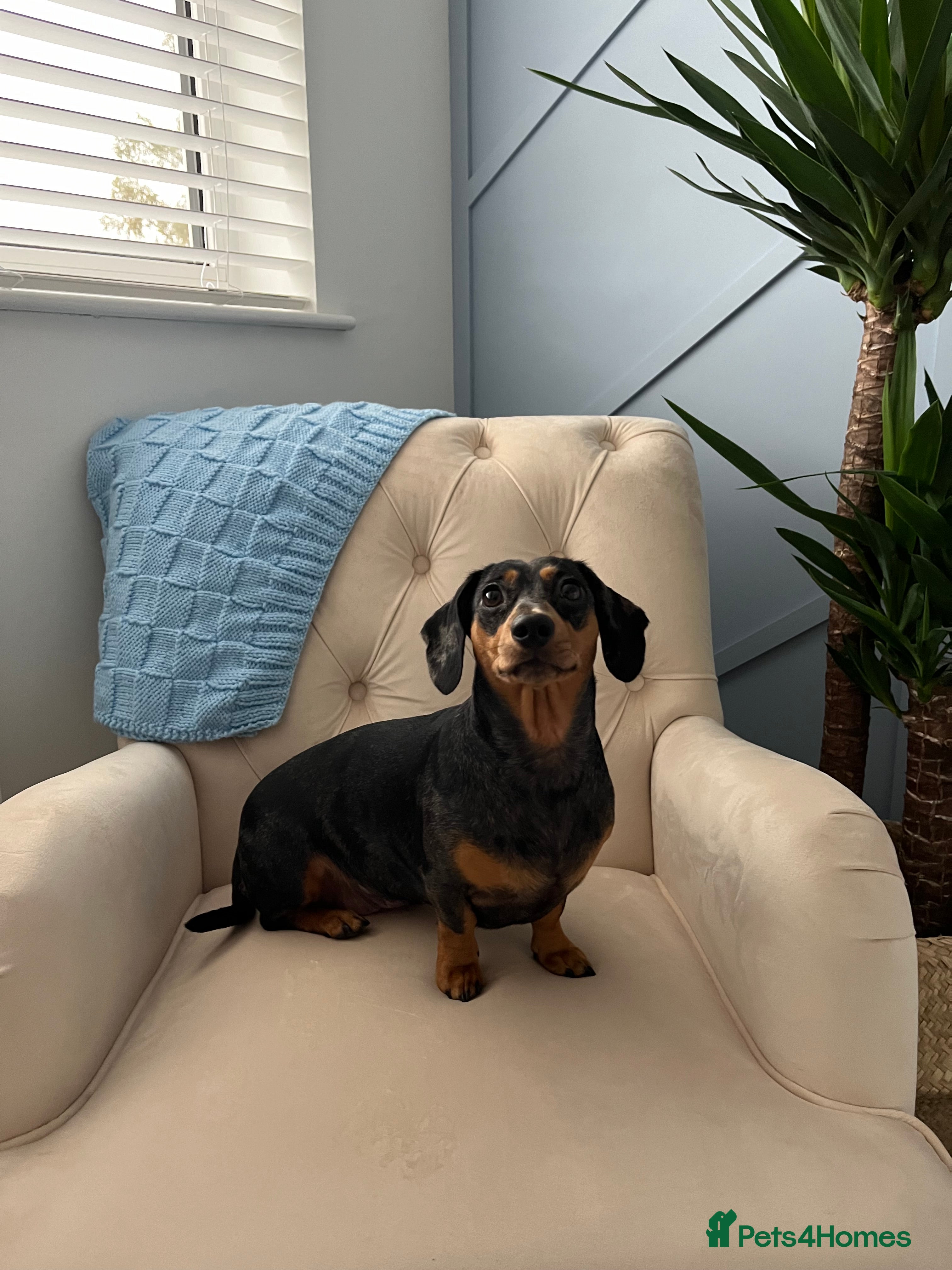 Miniature Dachshund dogs Rehoming Miniature Dachshund  - Advert 2