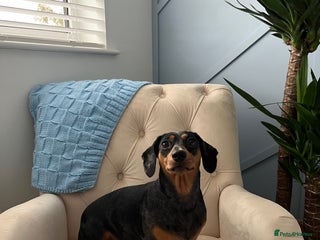 Miniature Dachshund dogs Rehoming Miniature Dachshund - Advert 2