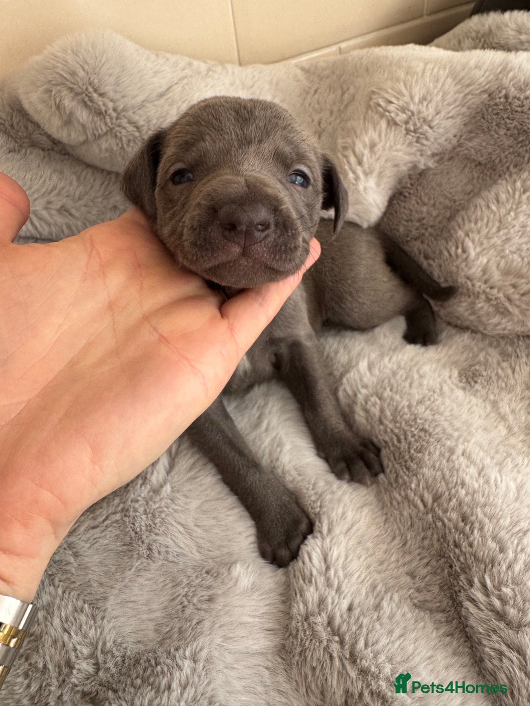 Whippet dogs for sale: Solid Blue KC Whippet Puppies - Image 6