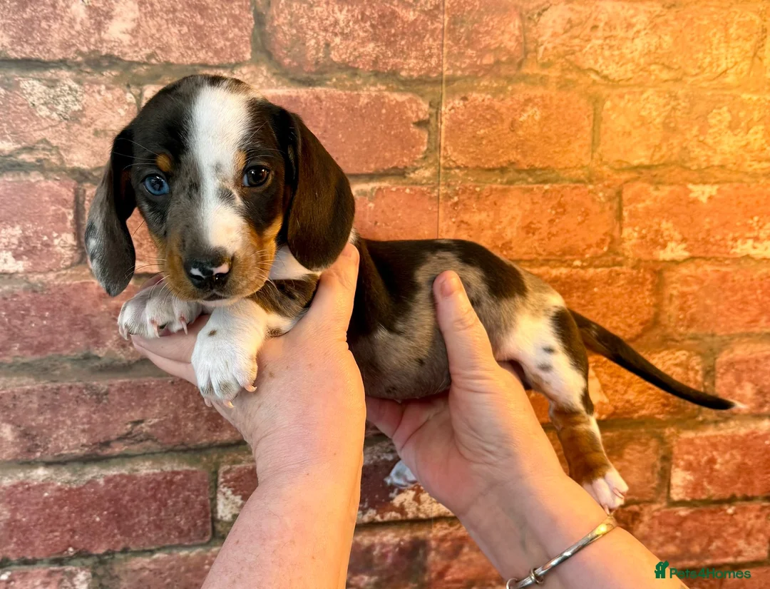 Miniature Dachshund dogs for sale: Beautiful miniature Dachshund puppies ready now - Advert 2