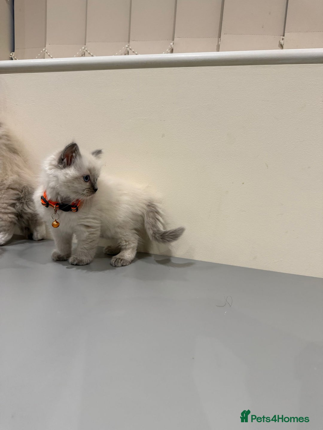 Ragdoll cats for sale: Adorable Pure Ragdoll Kittens - Advert 16