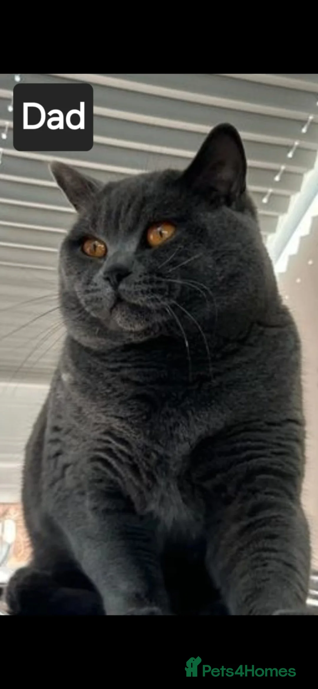 British Shorthair cats for sale: British Shorthair Kittens - Advert 9