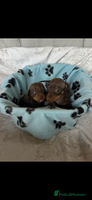 Dachshund dogs CHOCOLATE AND CREAM BOY PUPPY - Advert 8