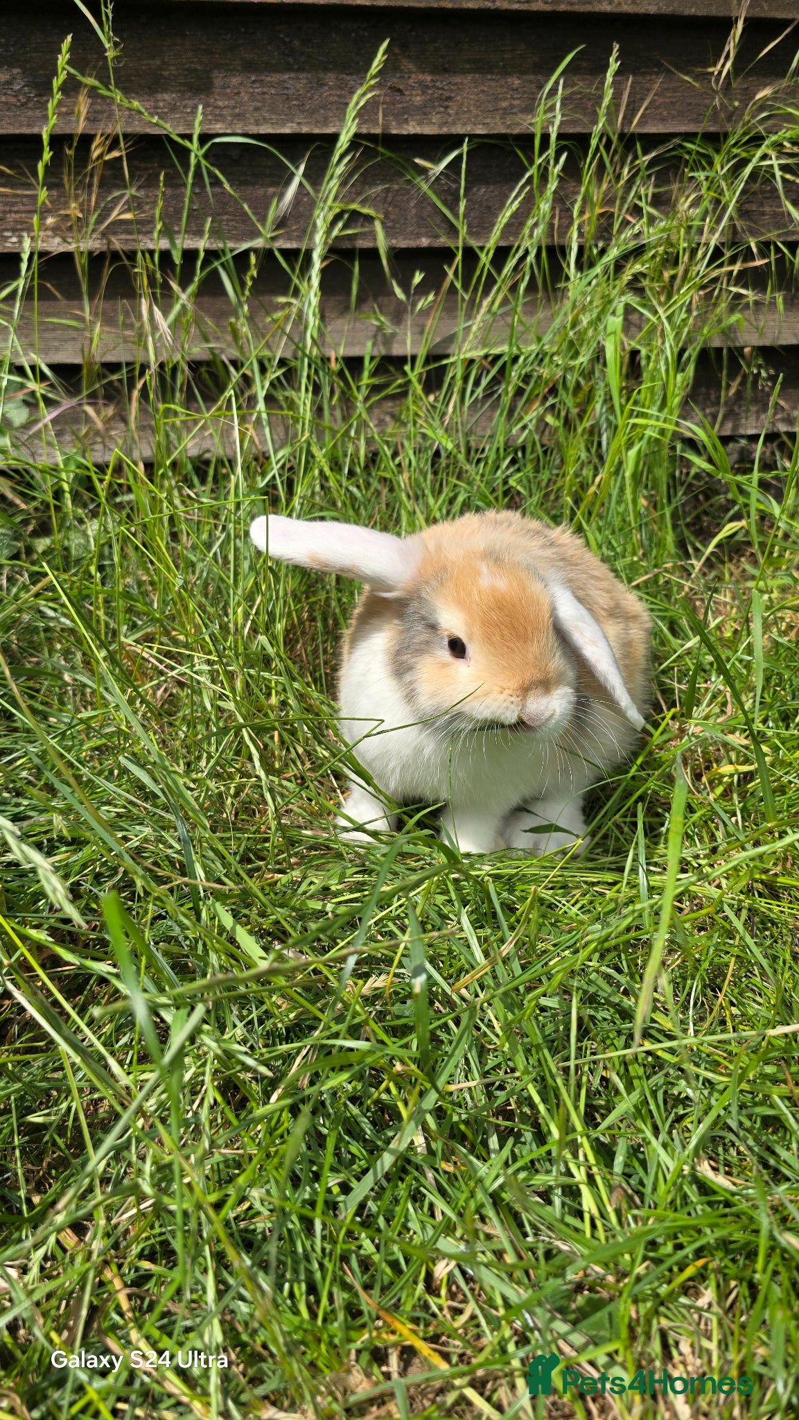 Mini Lop rabbits Rabits - Advert 2