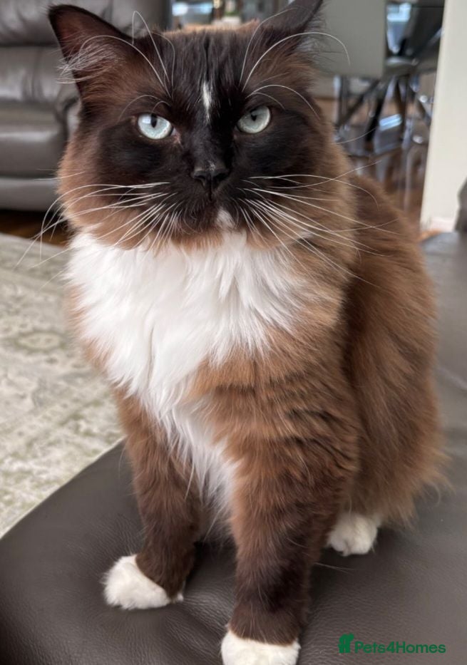 Ragdoll cats Beautiful seal point ragdoll female 2 years old - Advert 2