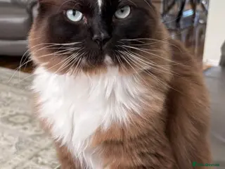 Ragdoll cats Beautiful seal point ragdoll female 2 years old - Advert 2