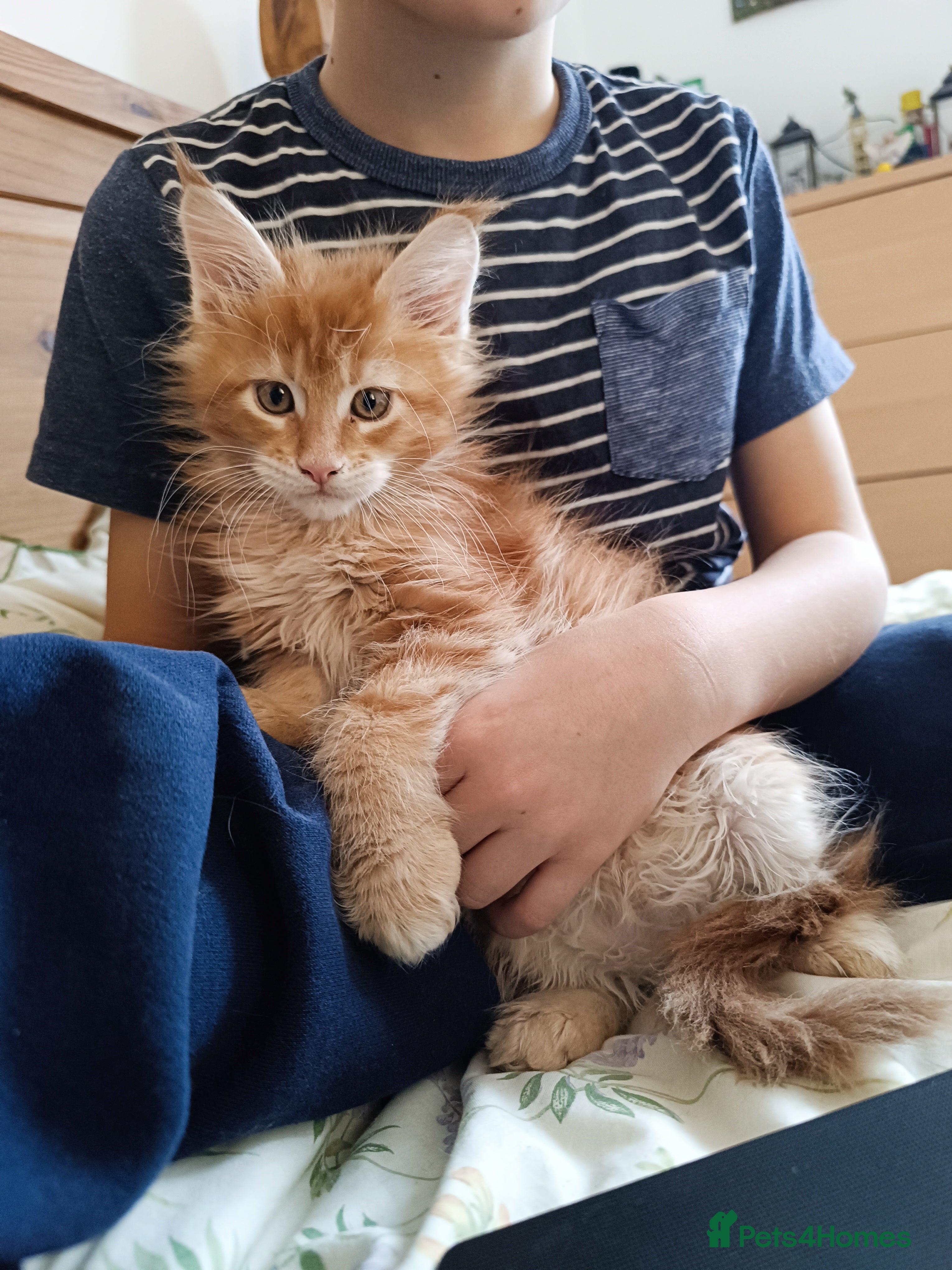 Maine Coon cats Boy, male Maine Coon  - Advert 1