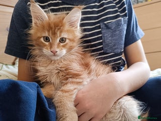 Maine Coon cats Boy, male Maine Coon - Advert 1