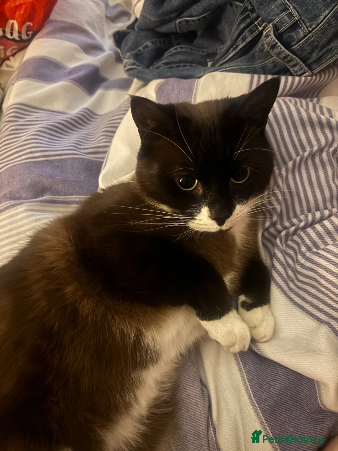 Snowshoe cats for sale: Mr Fox needs a new home! - Advert 6