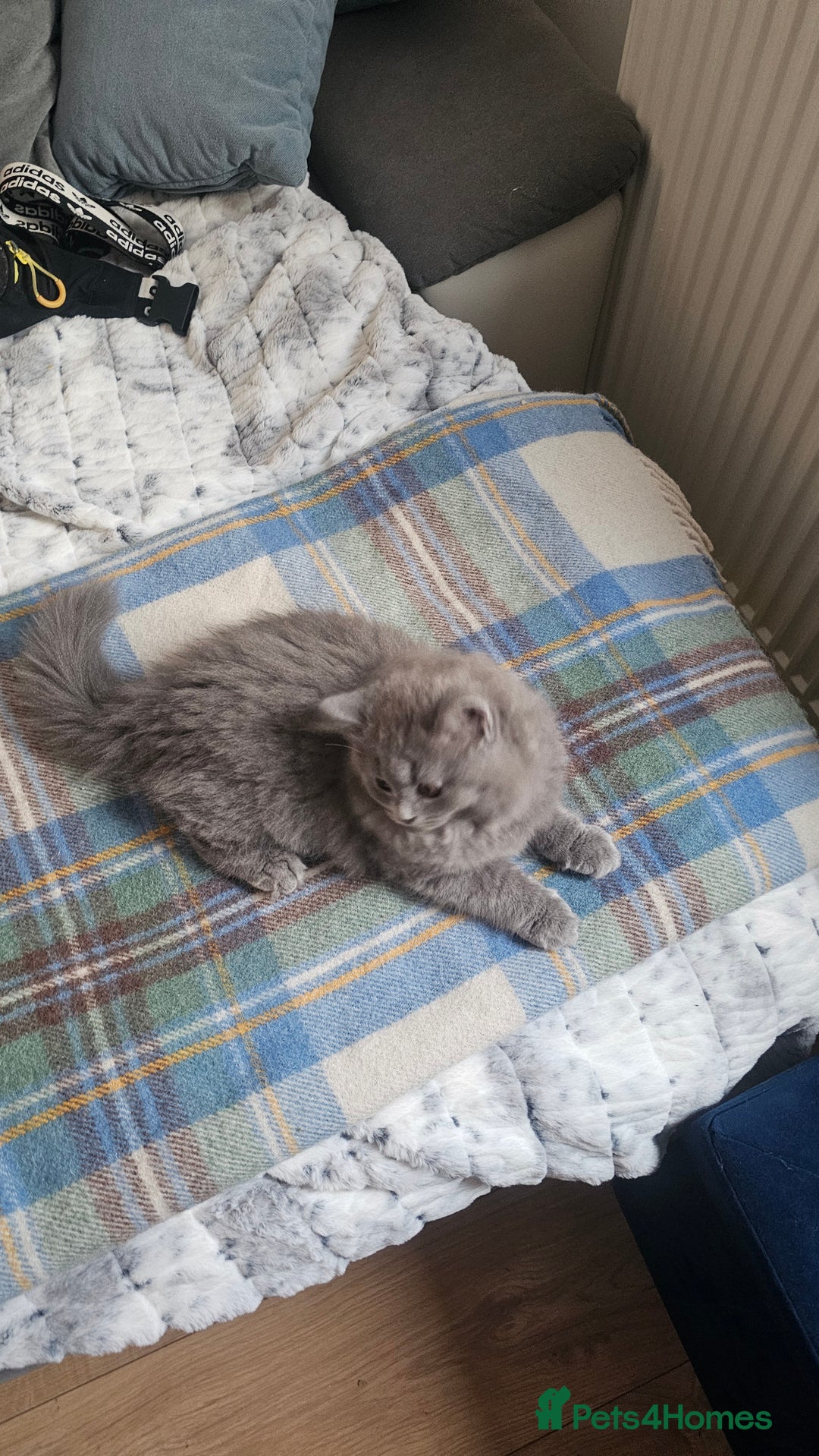 British Longhair cats for sale: British longhair last boy last girl in Watford - Image 17