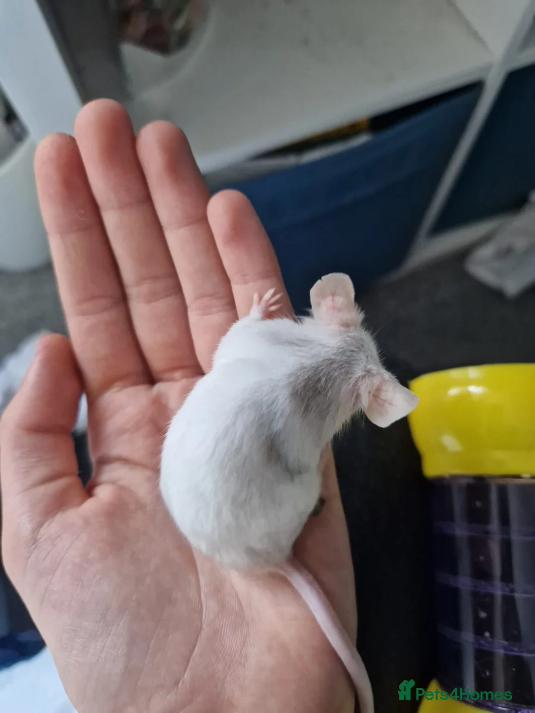 Mouse rodents for sale: 2 mice, one black, one white. 6m old - Advert 12