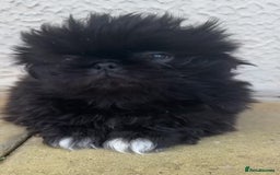 Pekingese dogs for sale: Beautiful pure pedigree Pekingese puppies  - Image 8