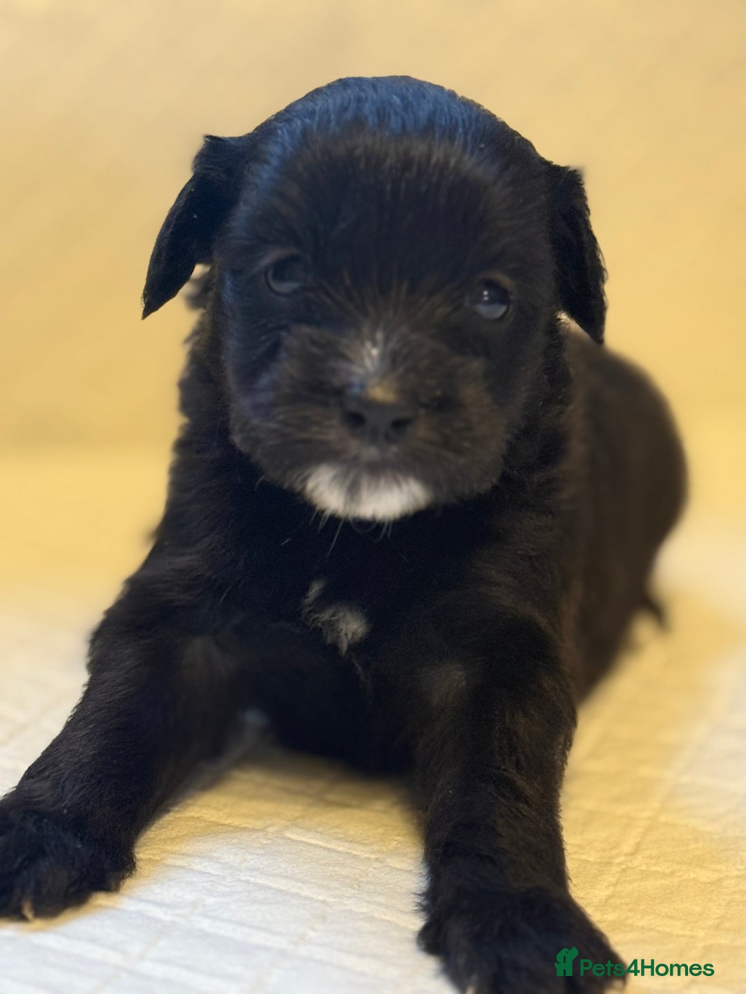 Cockapoo dogs for sale: Cockapoo F2 beautiful puppies  - Image 14
