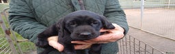Labrador Retriever dogs for sale: MALE BLACK LABRADOR PUPPY FOR SALE  - Advert 2