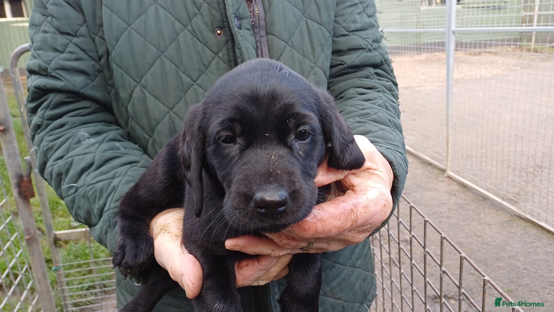 Labrador Retriever dogs for sale: MALE BLACK LABRADOR PUPPY FOR SALE  - Advert 2