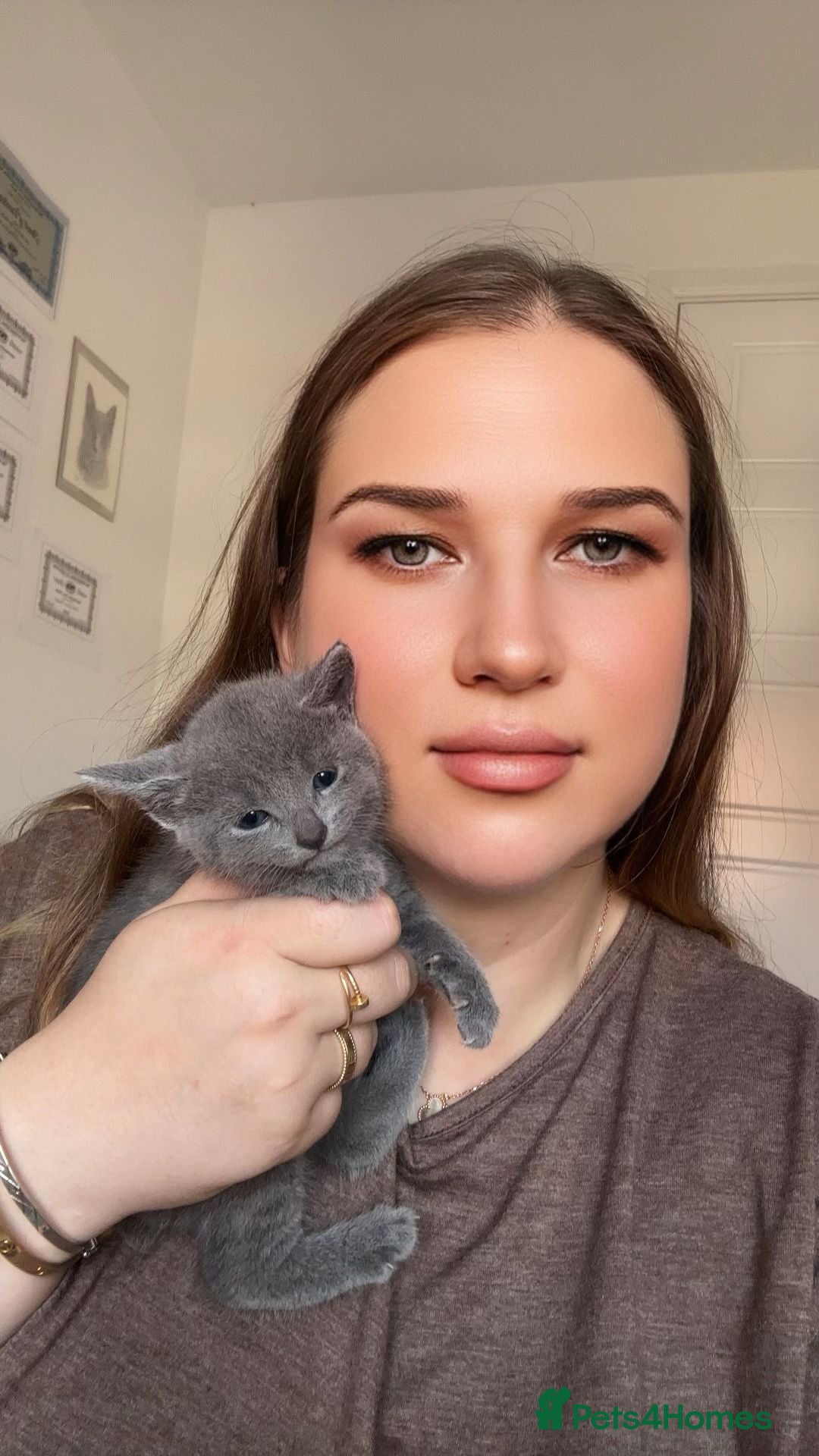 Russian Blue cats for sale: TICA pedigree Russian blue kittens 🐱  - Image 7