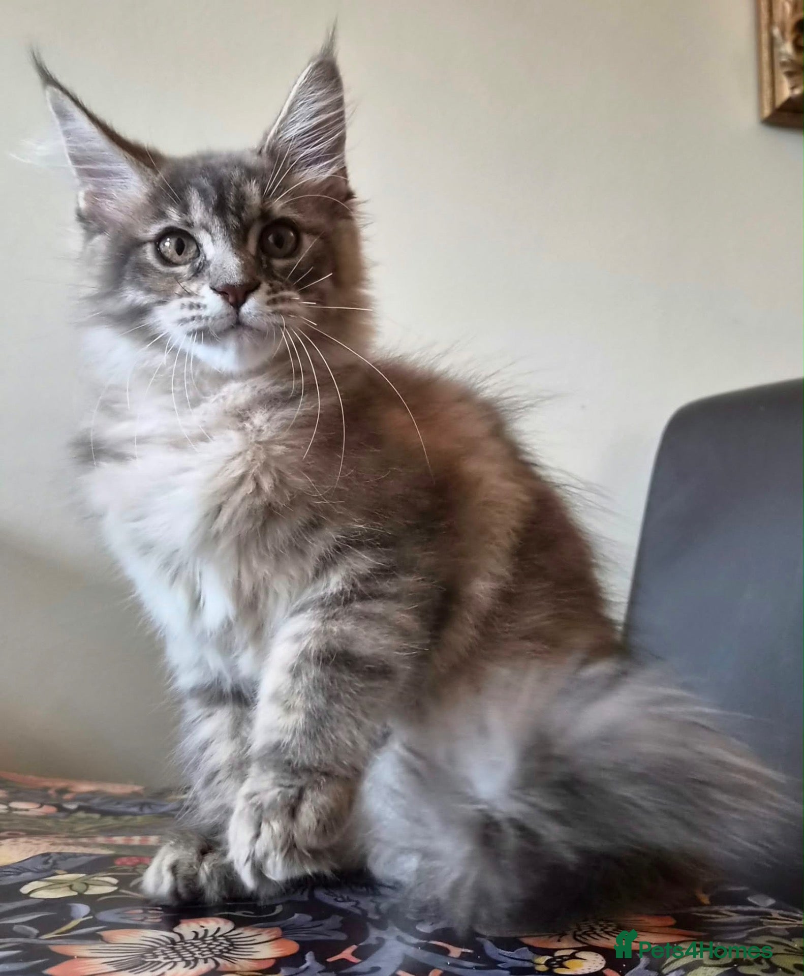 Maine Coon cats 🔥 CHAMPION RUSSIAN LINE XXL MAINE COON  - Advert 16