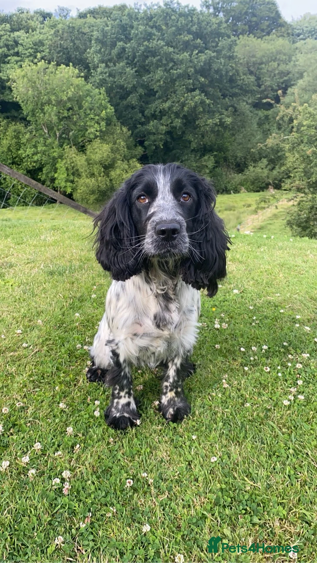 Cocker Spaniel dogs for sale: Working cocker spaniels - Advert 2