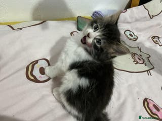 Mixed Breed cats Kittens - Advert 1