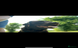 Labrador Retriever dogs for sale: Chunky Chocolate Labrador Puppies  - Image 9