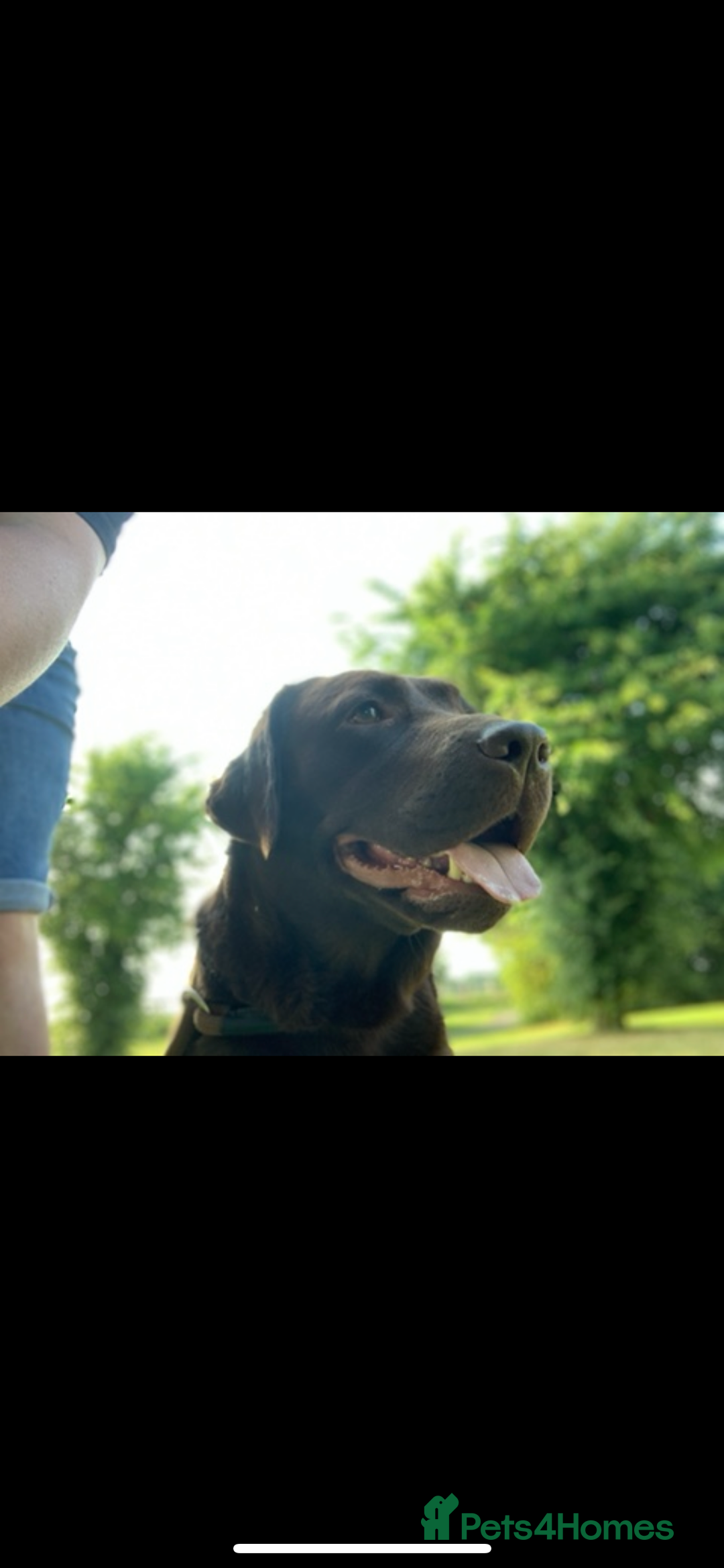 Labrador Retriever dogs for sale: Chunky Chocolate Labrador Puppies  - Image 9