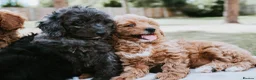 Cavapoo dogs for sale: F1 Miniature Cavapoo Puppies For Sale  in Sittingbourne - Advert 2