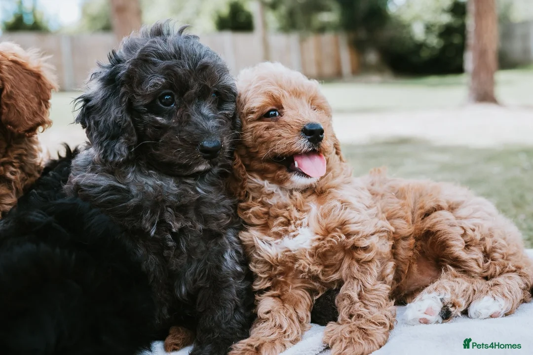 Cavapoo dogs for sale: F1 Miniature Cavapoo Puppies For Sale  in Sittingbourne - Advert 2